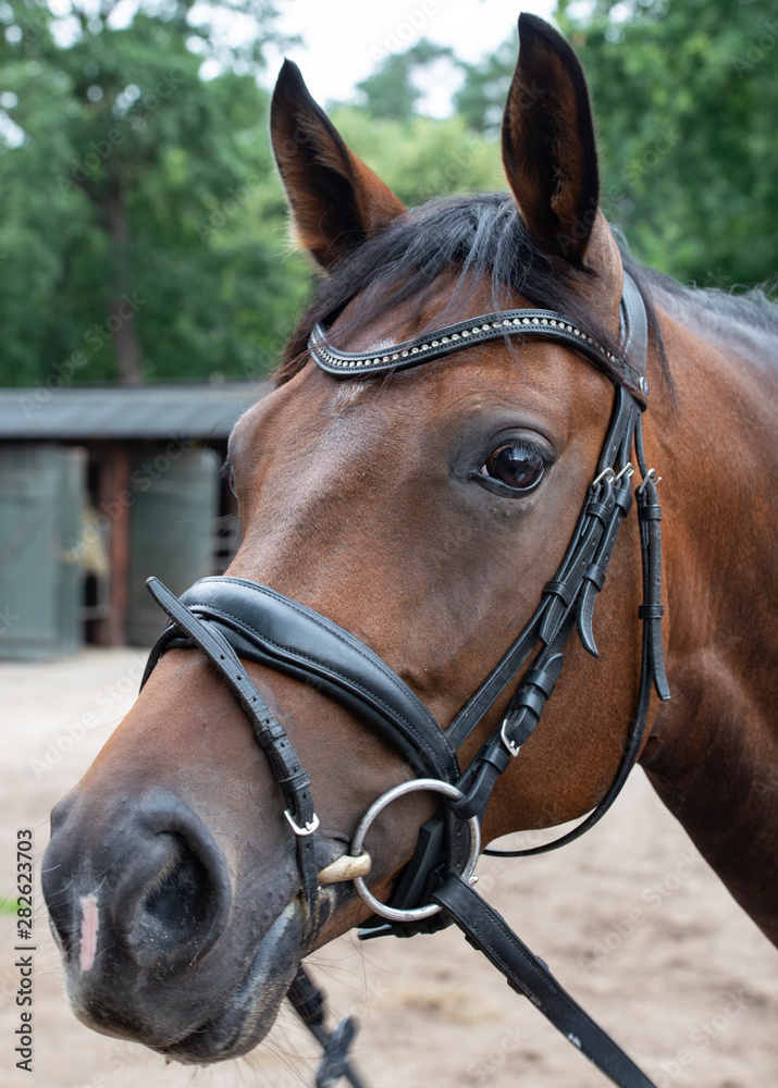 Obraz premium Portrait Fotografie von einem Pferd beim Grasen auf der Weide