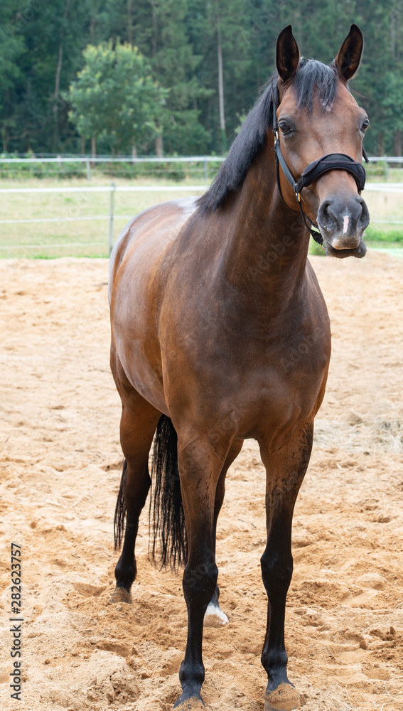 Fototapeta premium Portrait Fotografie von einem Pferd beim Grasen auf der Weide