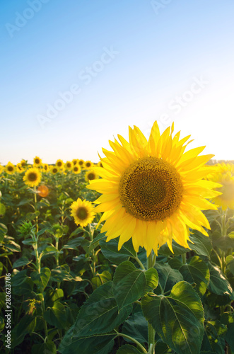 Beautiful young sunflower growing in a field at sunset. Agriculture and farming. Agricultural crops. Helianthus. Natural background. Yellow flower. Ukraine  Kherson region. Selective focus