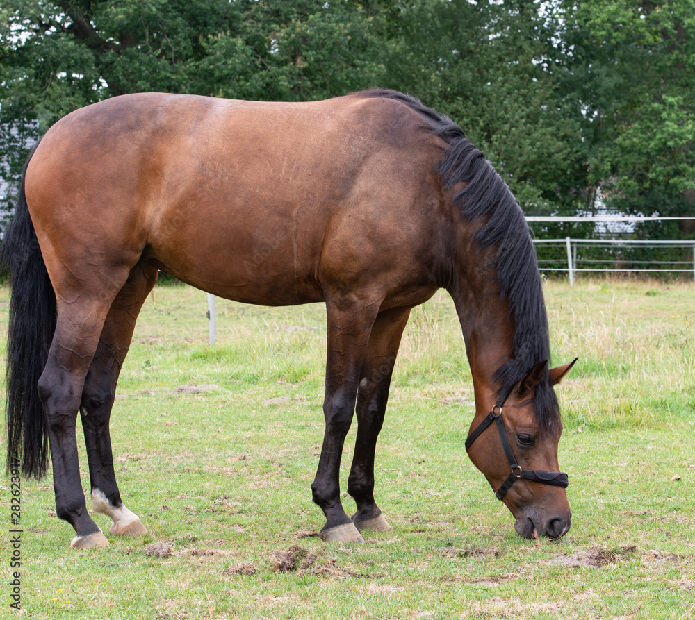 Portrait Fotografie von einem Pferd beim Grasen auf der Weide Portrait Fotografie von einem Pferd beim Grasen auf der Weide
