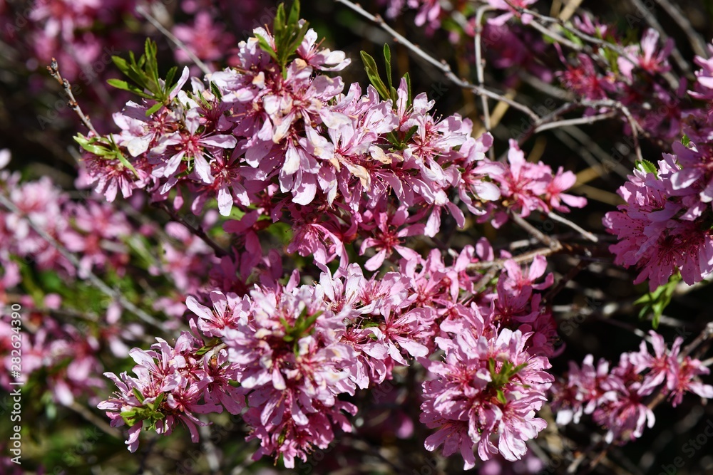 Beautiful tiny pink flowers on a blossoming tree in the dendrological garden in Prague Beautiful tiny pink flowers on a blossoming tree in the dendrological garden in Prague