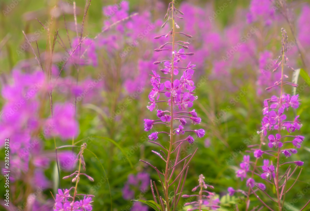Fototapeta premium purple wild flowers in the garden