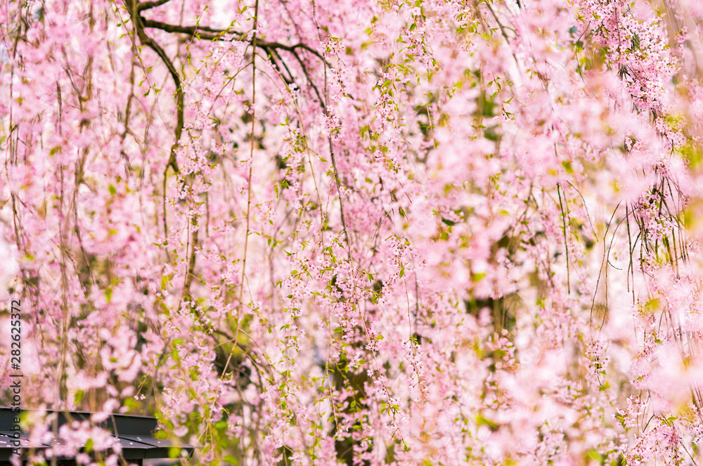pink sakura flowers in a old town pink sakura flowers in a old town