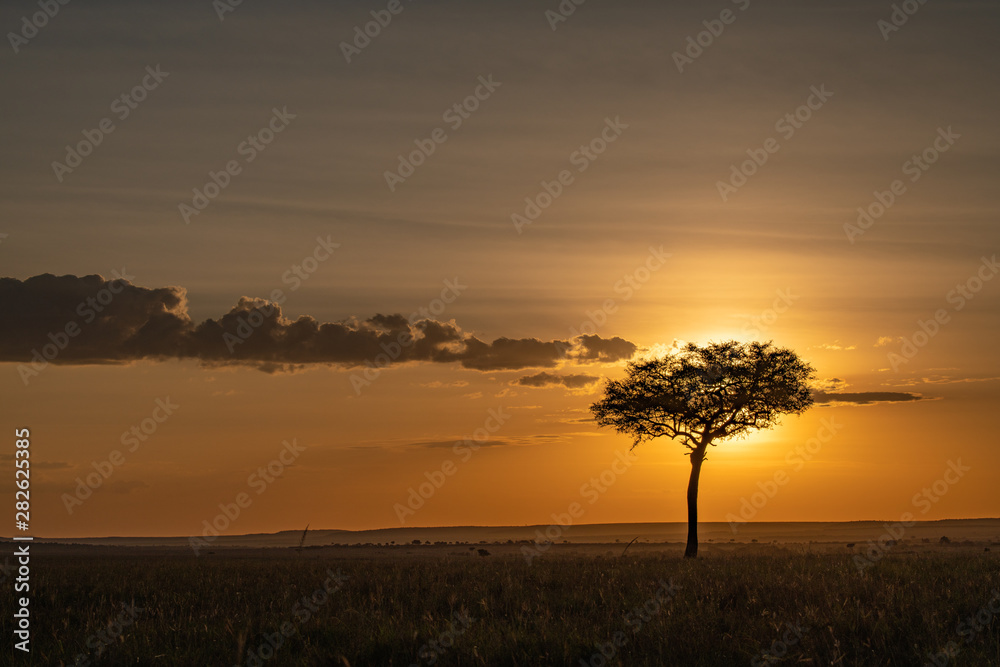 silhouette of tree in the African sunset