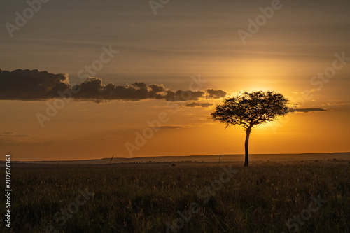 Tree backlit by evening sun and orange sky in the Masai Mara