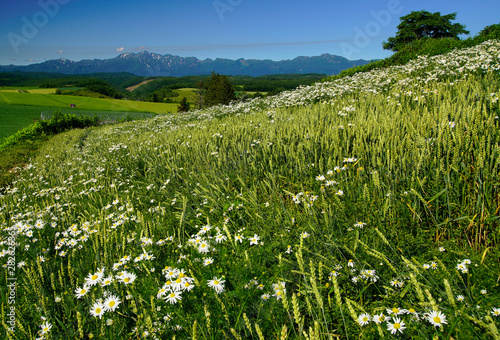 green field of wild flowers