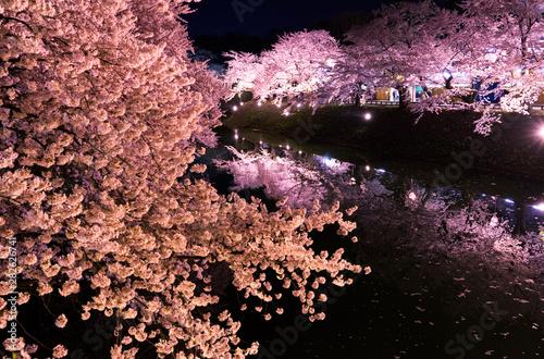 night cherry blossom on the water
