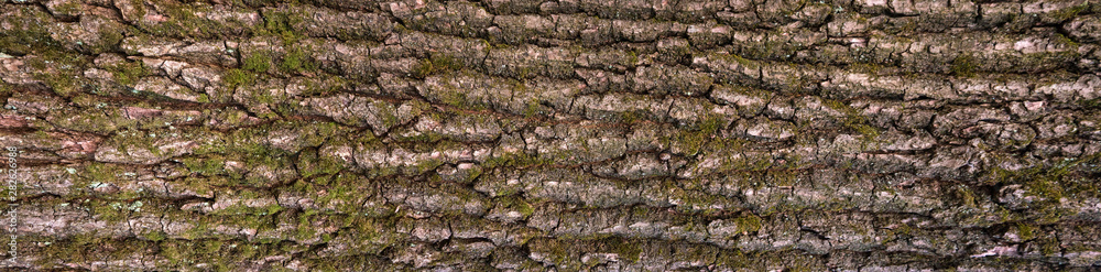 Embossed texture of the bark of oak. Panoramic photo of the oak texture. Embossed texture of the bark of oak. Panoramic photo of the oak texture.