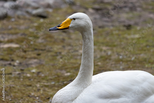 The whooper swan  Cygnus cygnus 