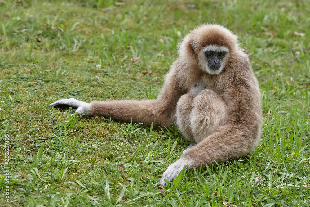 Fototapeta premium White handed lar gibbon in the zoo