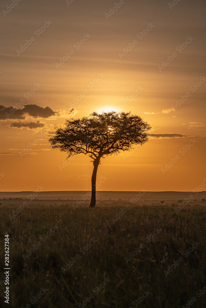 silhouette of tree at sunset in Masai Mara silhouette of tree at sunset in Masai Mara