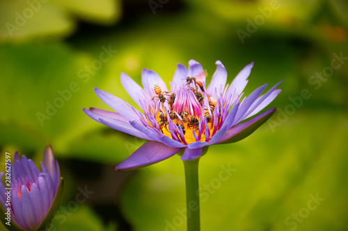 Blooming purple waterlily with group of bees.