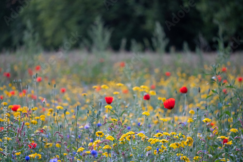 Fototapeta Colourful wild flowers including poppies, photographed during summer 2019 in Gunnersbury Park, West London UK