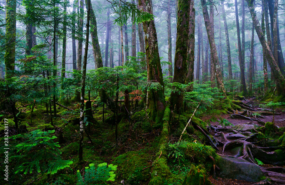quiet foggy forest in the morning quiet foggy forest in the morning