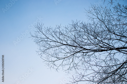Frozen snow on bare branches of tree with evening sky.