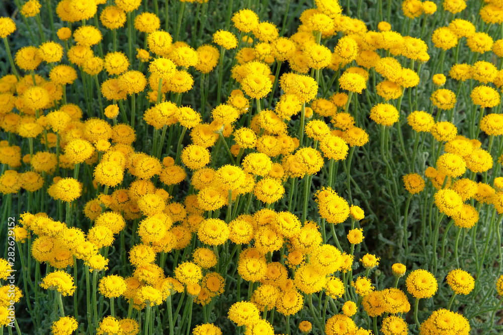 Helichrysum flowers on green nature blurred background in sunny day. Yellow flowers for herbal medicine. Medicinal herb.