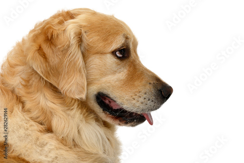 Fototapeta Naklejka Na Ścianę i Meble -  dog head of golden retriever in front of white