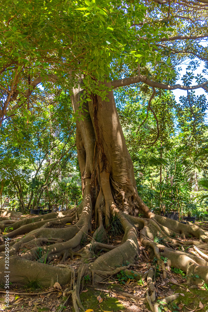 Italy, Naples, botanical garden, large tree with large roots, view and detail Italy, Naples, botanical garden, large tree with large roots, view and detail