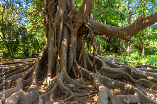 Italy, Naples, botanical garden, large tree with large roots, view and detail