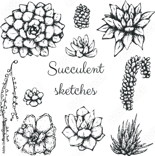 Sketched succulents vector set, hand drawn different succulent types.