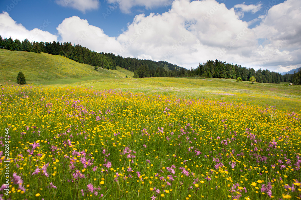 wildflowers blossom  in an alpine pasture