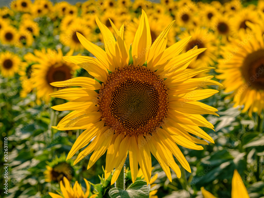 Blooming sunflowers in the backlight. A cheerful symbol of a warm sunny summer.