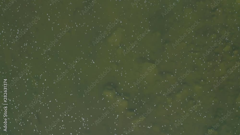 The look-down shot the river. The water in the river is clear and muddy bottom. On the surface of the river there are petals floating. The look-down shot the river. The water in the river is clear and muddy bottom. On the surface of the river there are petals floating.