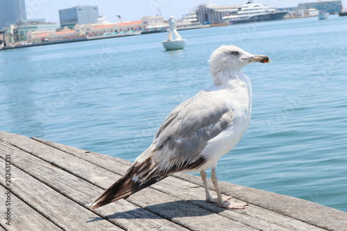 Sea bird standing in Barcelona