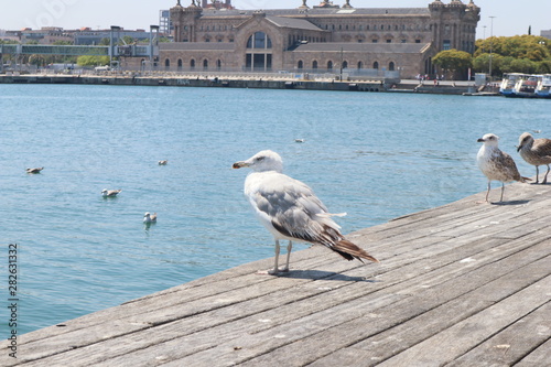 Sea bird standing in Barcelona