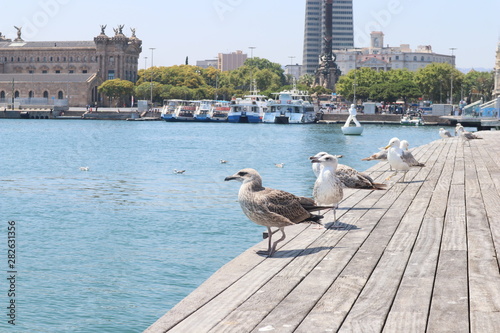 Sea birds standing in Barcelona
