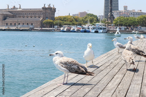 Sea birds standing in Barcelona
