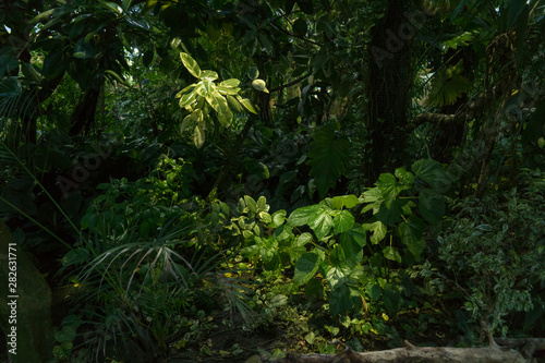 Tropics  jungle  green palm tree grows
