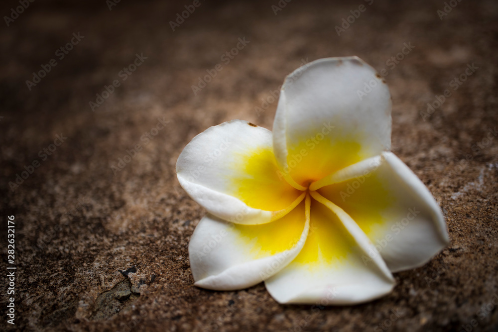 Plumeria white bloom