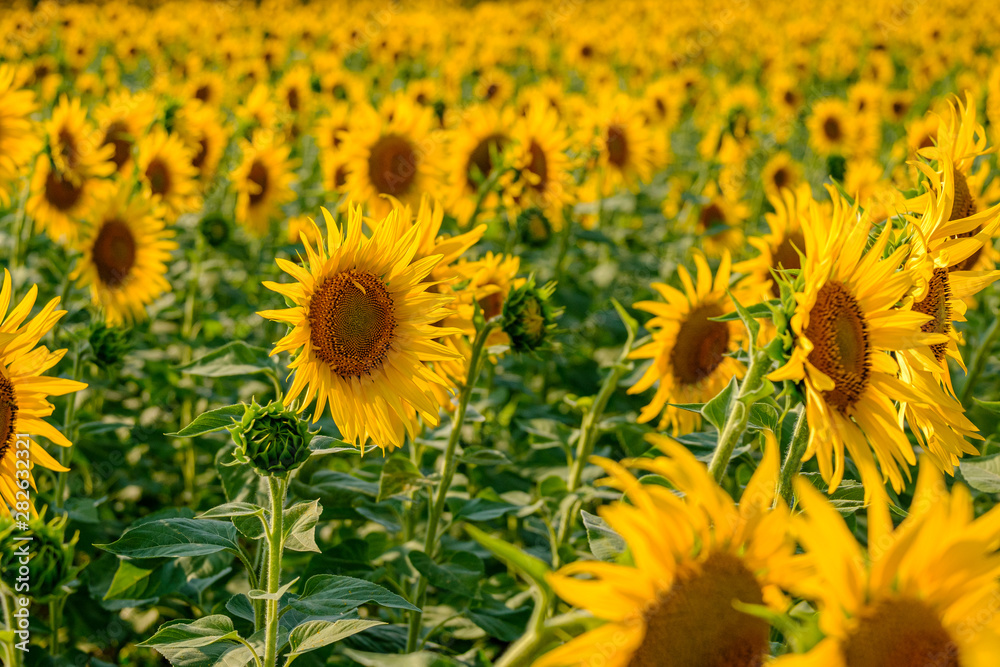 Blooming sunflowers in the backlight. A cheerful symbol of a warm sunny summer. Blooming sunflowers in the backlight. A cheerful symbol of a warm sunny summer.