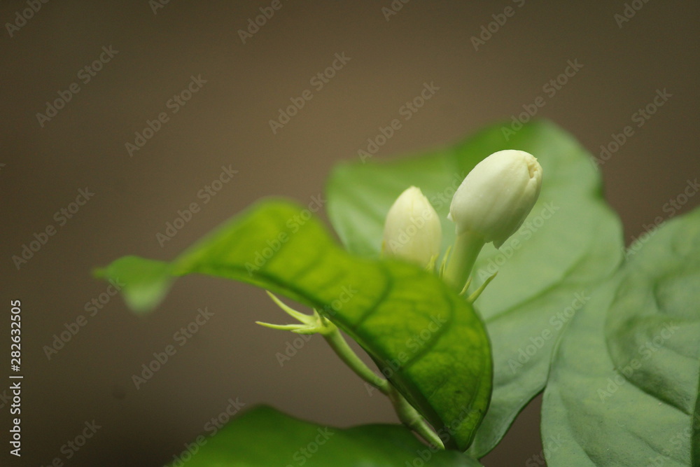 jasmine flower jasmine flower
