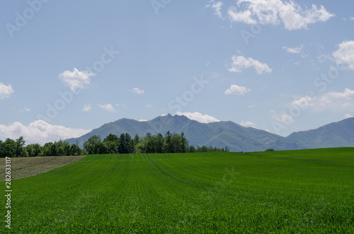 緑の大地