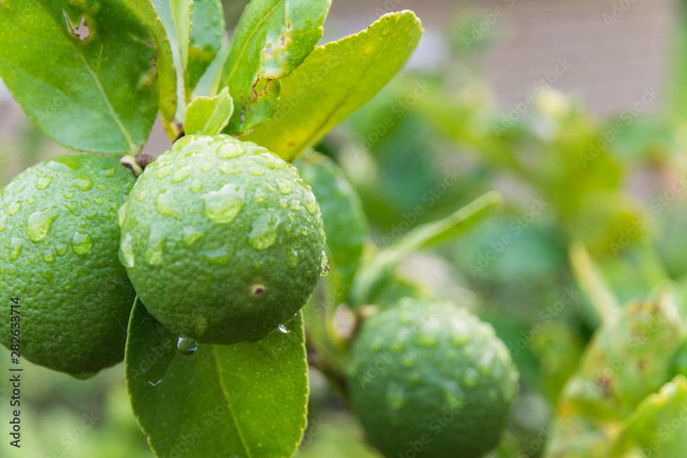 Closeup of young limes with water drops Closeup of young limes with water drops