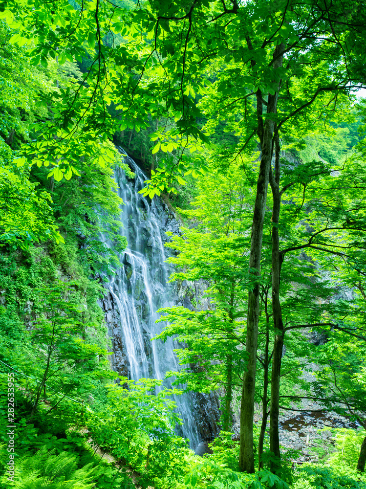 Obraz premium water fast in forest