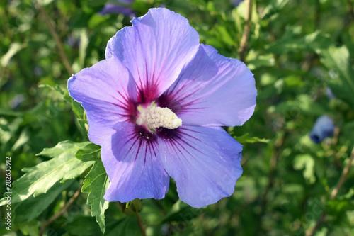 Beautiful blossom of hibiscus syriacus 'Blue bird' 