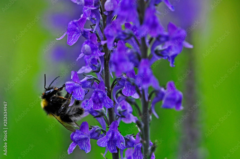 Close up of a female Common Carder Bumblebee Bombus Agrorum feeding on a Salvia Close up of a female Common Carder Bumblebee Bombus Agrorum feeding on a Salvia