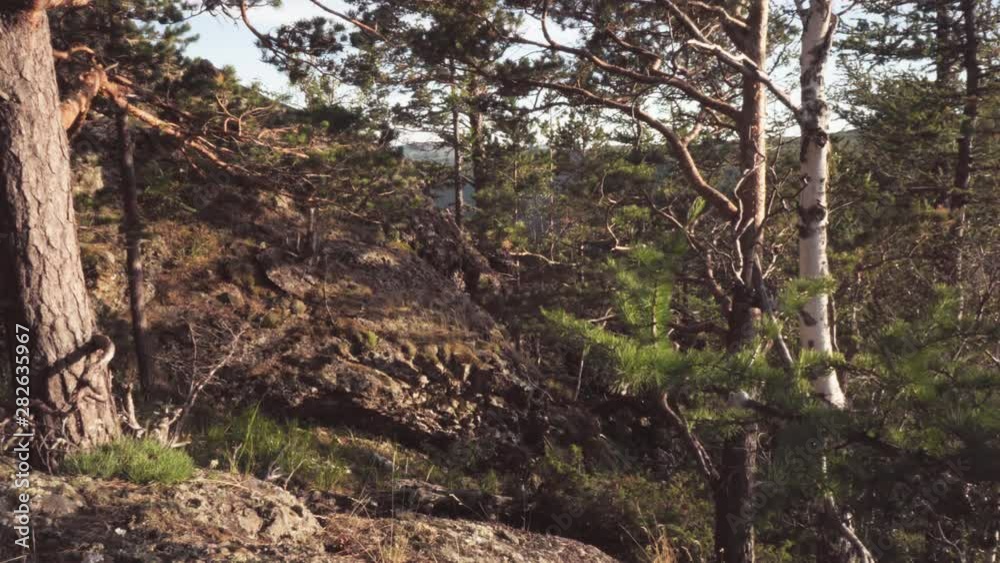 The tripod shot the rock. View of a rock in a pine forest. In the foreground, a coniferous branch sways in the wind.