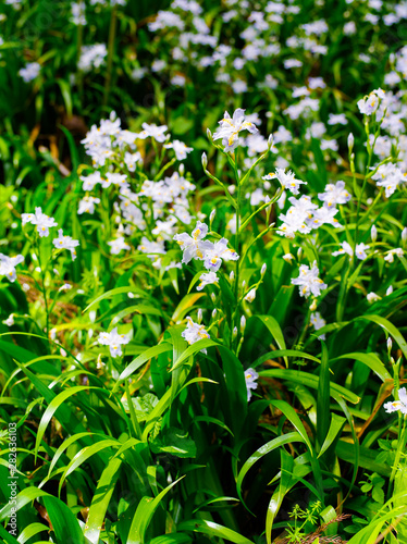 white flowers in garden