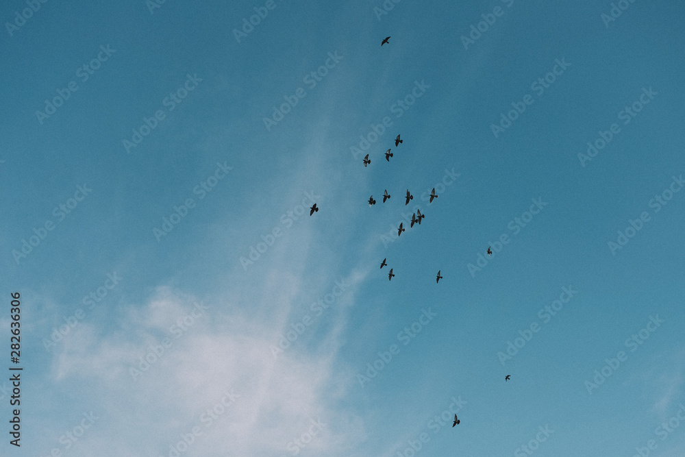 青い空を飛ぶ沢山の黒い鳥（ Many black birds flying in the blue sky）