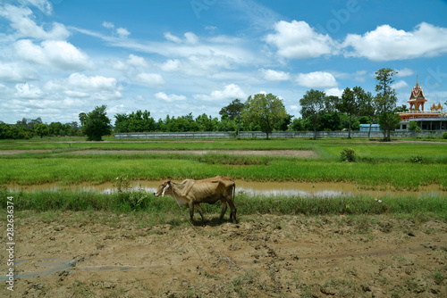 Reisfelder und Landwirtschaft in S  dostasien