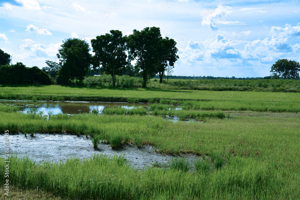 Fototapeta premium Reisfelder und Landwirtschaft in Südostasien
