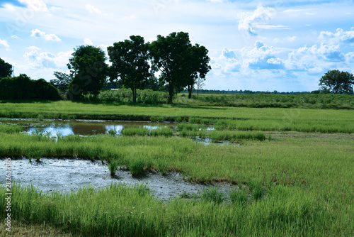 Fototapeta Naklejka Na Ścianę i Meble -  Reisfelder und Landwirtschaft in Südostasien
