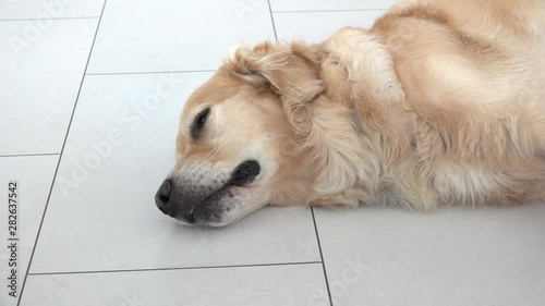 golden retriever lying and heckling photo