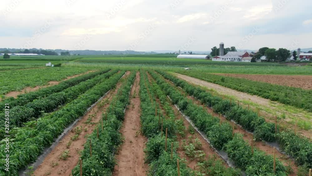 FAST AERIAL flyover of tomato crops on rural farmland FAST AERIAL flyover of tomato crops on rural farmland