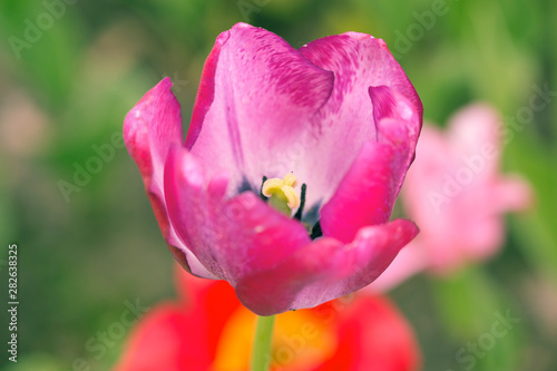 ilac purple spring tulips  macro photography  general plan photophone