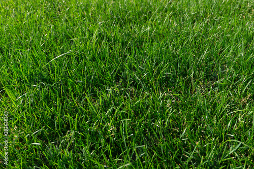 green grass in the Park